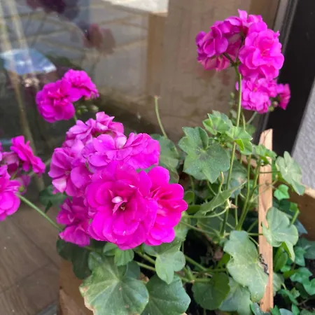 Canellito Le Clos Des Ours Matemale